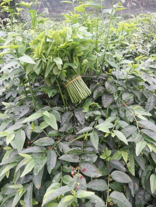 海南菜豆树养护，如何让植物茁壮成长