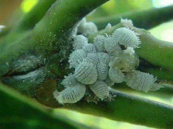 “巧用肥皂水，如何轻松除花介壳虫