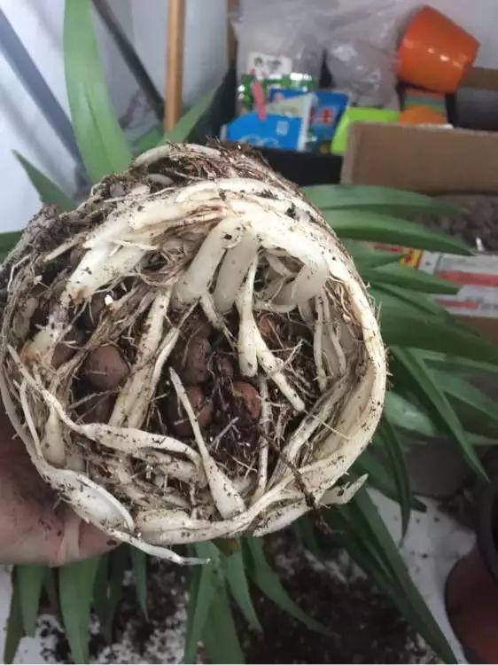 冬季换盆注意保暖防寒，避免根系受损