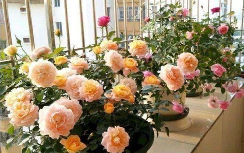 注意事项：修剪也有学问