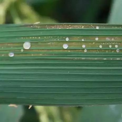 水稻细菌性条斑病发病条件与水稻纹枯病、稻瘟病有何区别？