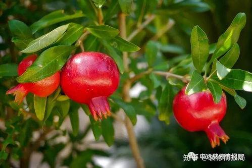 石榴树风水禁忌：居家养护需注意方位、颜色搭配