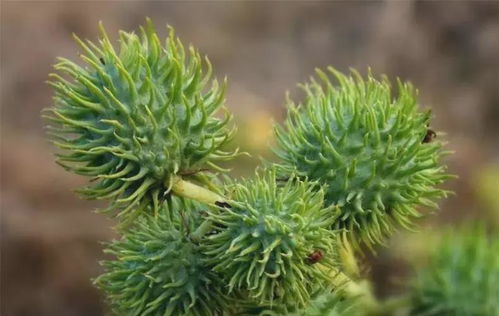 第一章：红蓖麻叶子的忌讳之谜