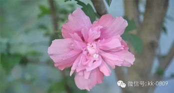 木槿花的高度、 冠幅、地径和价格