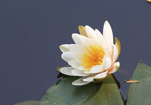 醒花目的，恢复花朵活力