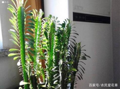 紫藤盆栽种植，如何让藤蔓攀爬而不乱