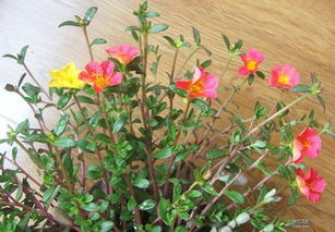 夏日炎炎，花卉如何“清凉一夏”？