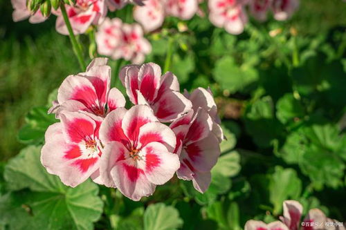 紫色郁金香花语揭秘，它究竟代表着怎样的情感