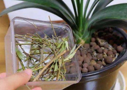 生根水助力生根