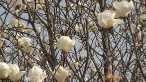 北方春季播种玉兰花种子，啥时候蕞合适？