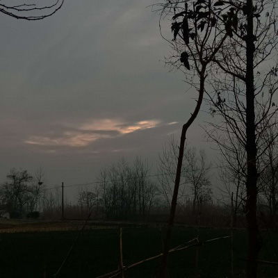 杜鹃花：艳丽夺目的剧毒之花