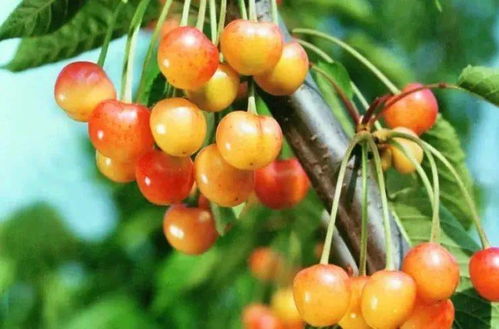 如何正确养殖使其开花？