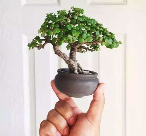 秋季养金枝玉叶，关键点大揭秘！