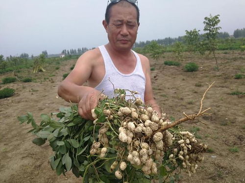 花生播种前， 先给地儿来点“小药片”