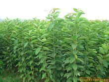 guan与南阳桃树苗梨树苗的基地介绍