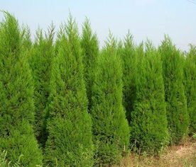 塔柏：那神秘的绿色小树