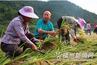 甘蔗象征着坚韧不拔、勤劳致富的精神