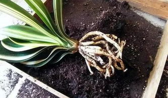 使用多菌灵的注意事项