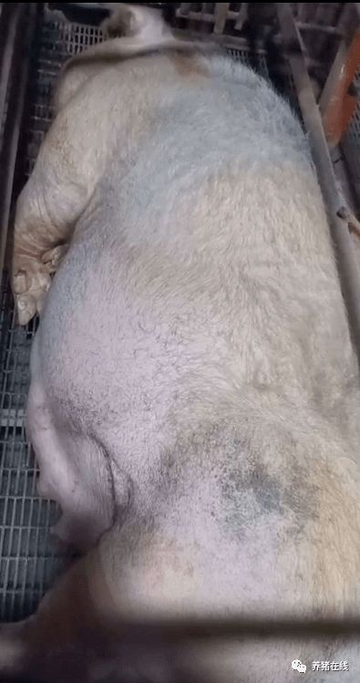 母猪分娩延迟处理五大技巧，助您养殖无忧