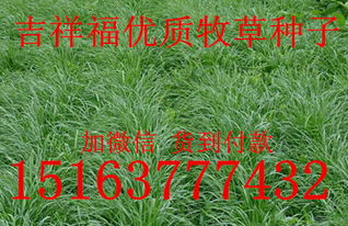 黑麦草种植产量与土壤要求