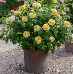 大花月季的特色