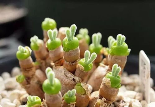 碧光环发芽后浇水需要注意什么有没有什么简要的浇水方法可以分享
