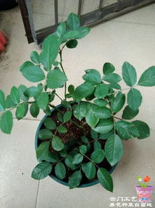 病虫害，是月季健康的杀手