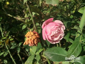 月季的养护， 就像是一场爱与恨的较量