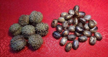 蓖麻种子， 购买途径多