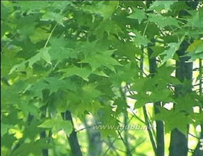 红枫（红鸡爪槭、紫红鸡爪槭）