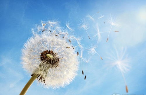 蒲公英的花，变色之谜