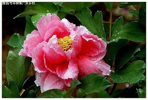春季牡丹种植，如何科学管理才能花开富贵