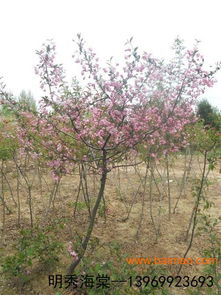 优质沭阳绿化苗木厂家， 批发/直销，微商微店一件代发