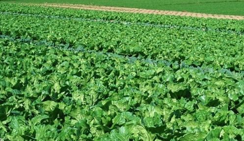 土壤与蔬菜的“亲密关系”