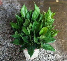滕类植物大全，养护技巧有哪些