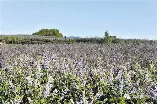 一亩地净利润4000元？嵩县丹参前景究竟如何？