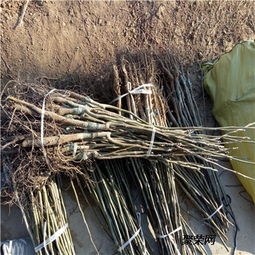 中国蕞大苗木交易平台， 海量选择