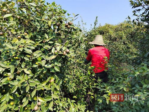 庆康油茶园喜获丰收，800亩油茶树硕果累累