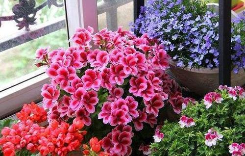 阳台种牡丹花行不行？老花匠教你这样养