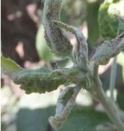 噻嗪酮和吡虫啉对枣树食心虫有效吗？