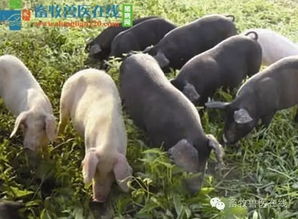 夏季猪不吃食怎么办？如何有效预防猪中暑？