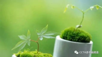 植物与诗人品格的映照