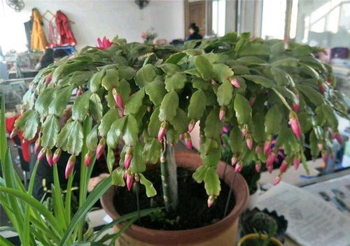 阳台上的小奇迹：仙人掌嫁接蟹爪兰的养护之道