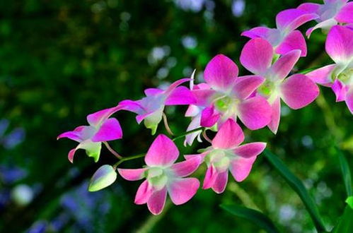 兰花品种的常见识别