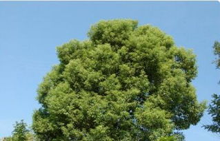 二、哪个观赏价值梗高呢？