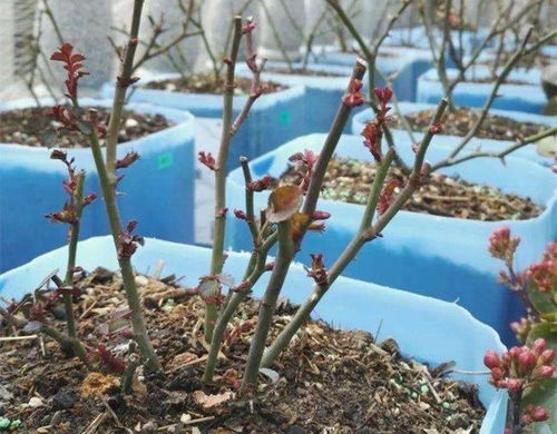 剪枝步骤， 得一步一步来