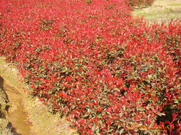 一、红叶石楠树苗，美得不要不要的