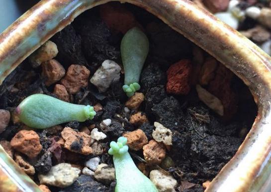 雷区一：泡水时间过长