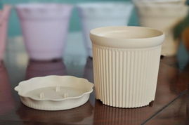 树脂花盆适合养哪些花？