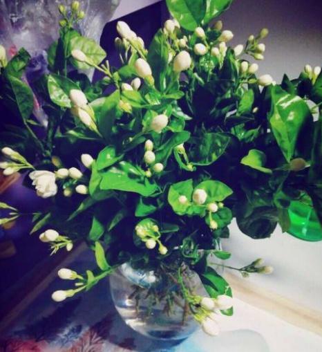 DIY自动浇水装置：网红打卡点的新宠